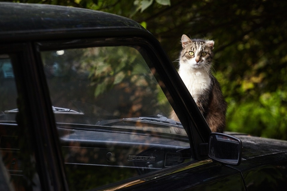 До +16 градусов прогреется воздух в Псковской области 6 сентября 