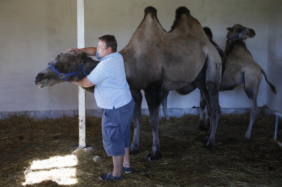 Пытавшийся разводить под Псковом верблюдов фермер рассказал историю своего бизнеса