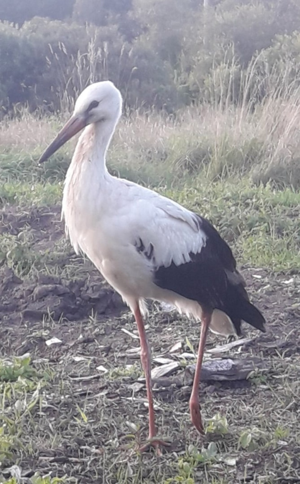 В Опочке ловят травмированного аиста 