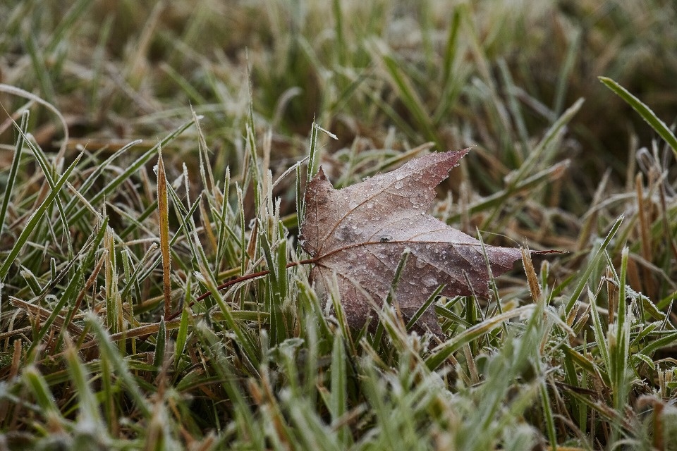 Псковичей предупредили о заморозках в ночь на 11 сентября