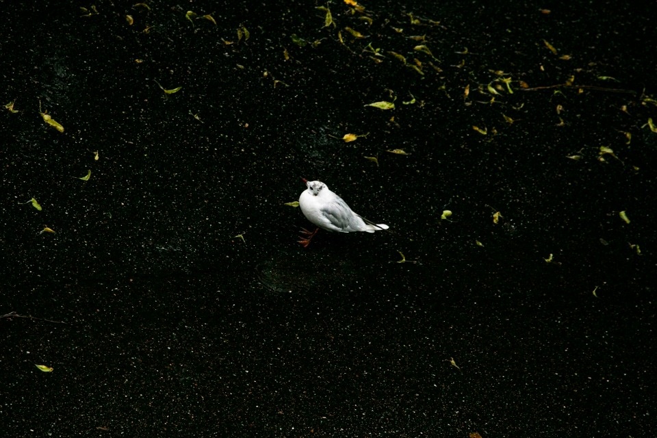 До +17 градусов и кратковременные дожди прогнозируются в Псковской области 14 сентября До +17 градусов и кратковременные дожди прогнозируются в Псковской области 14 сентября