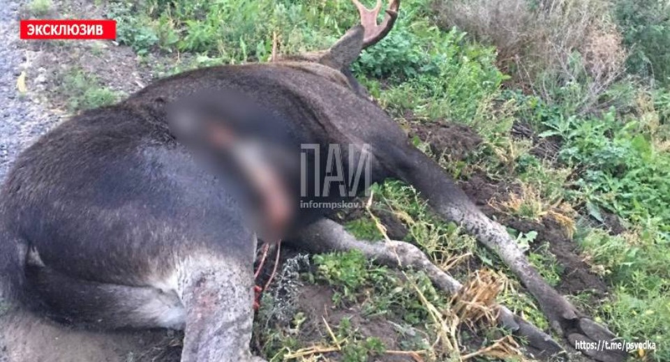 Столкновение с лосем повлекло за собой смерть человека в Псковской области Столкновение с лосем повлекло за собой смерть человека в Псковской области