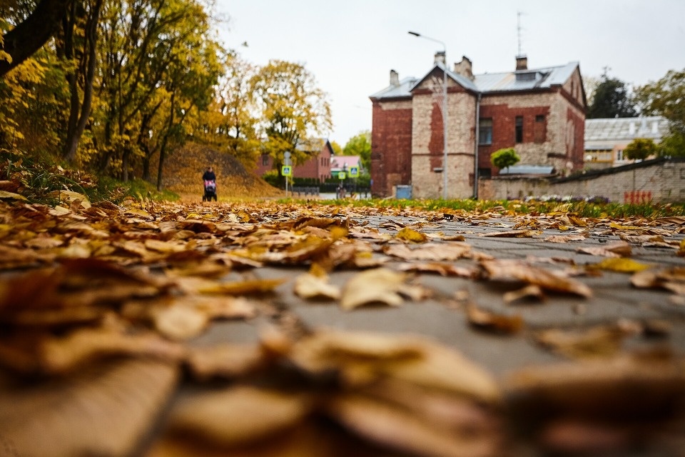 До 15 градусов тепла прогнозируют псковичам 30 сентября
