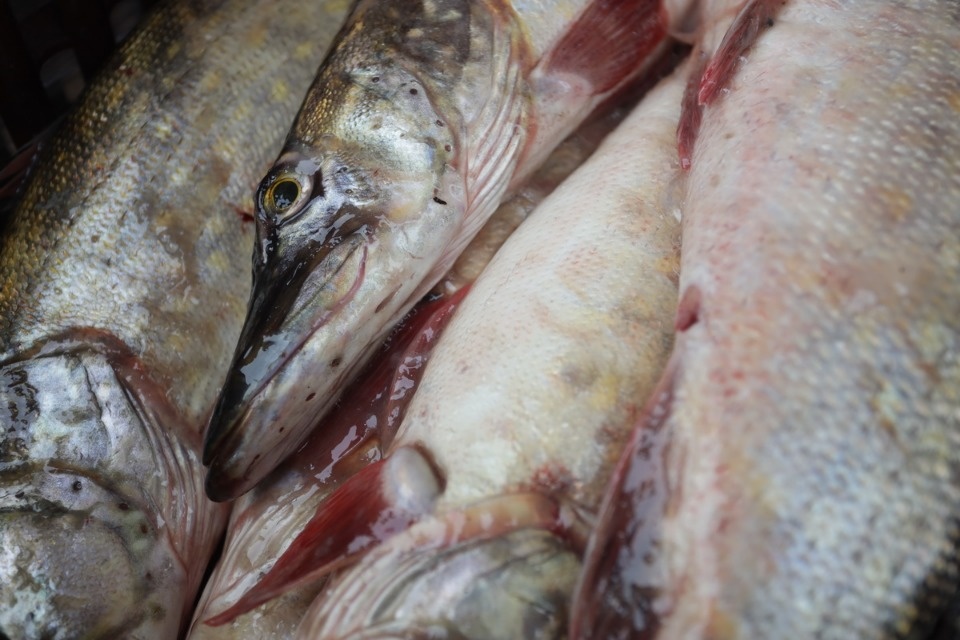 Осенний день год кормит