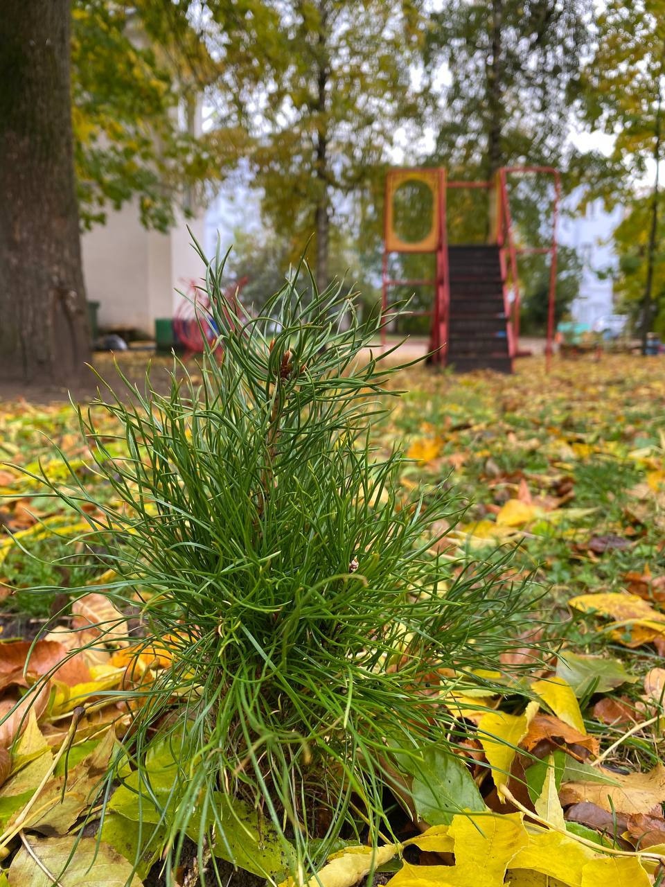 5000 саженцев сосен высадили у образовательных организаций города Пскова