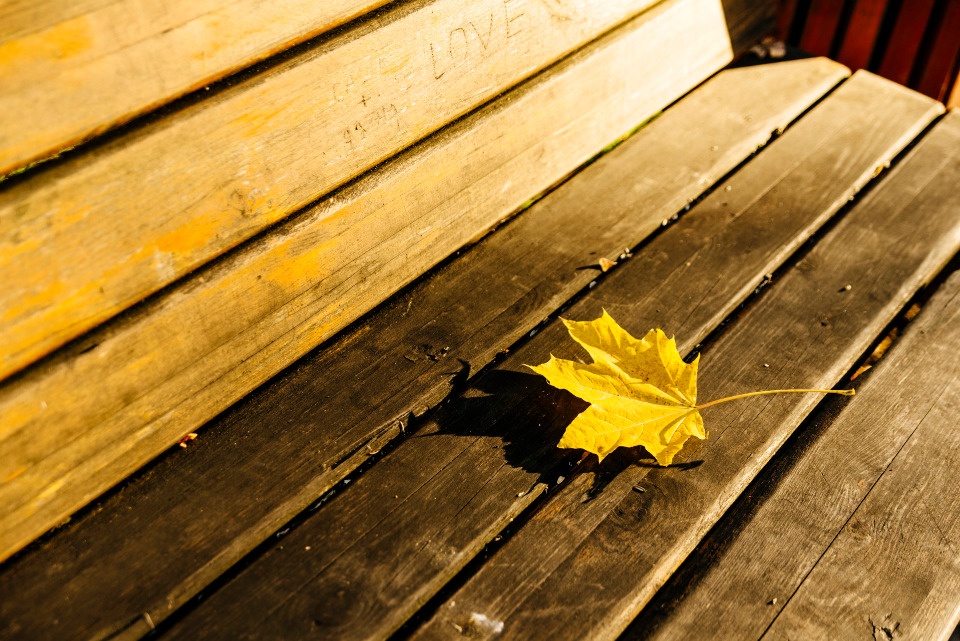 До +16 градусов прогреется воздух в Псковской области 6 октября