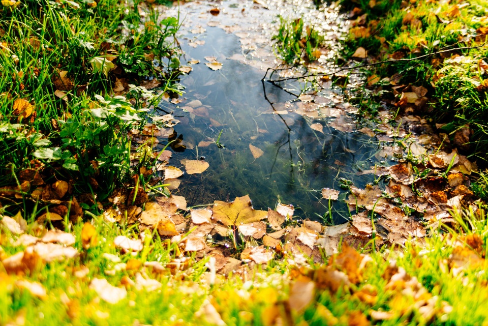 Теплый день ожидается в Псковской области 7 октября