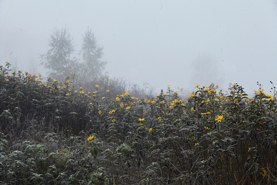 До +15 градусов прогреется воздух в Псковской области 10 октября