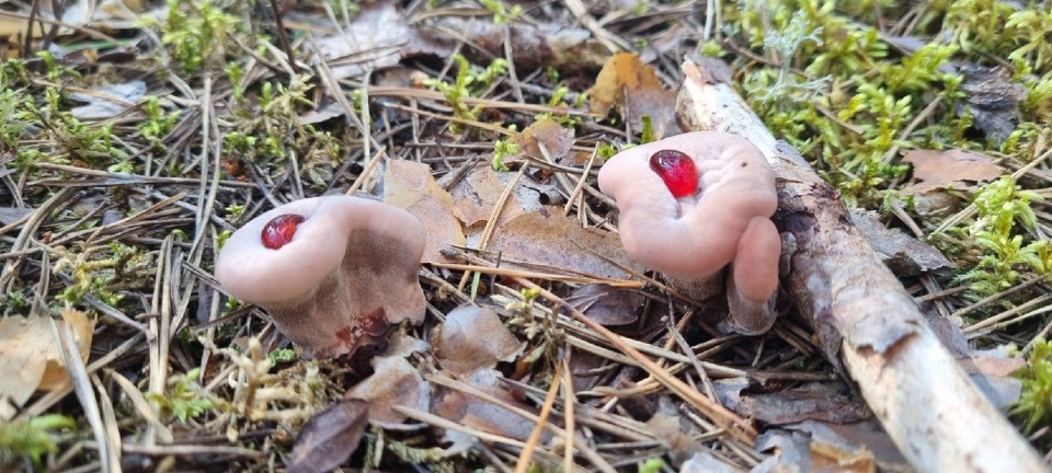 Псковичи нашли в лесу кровоточащий зуб 