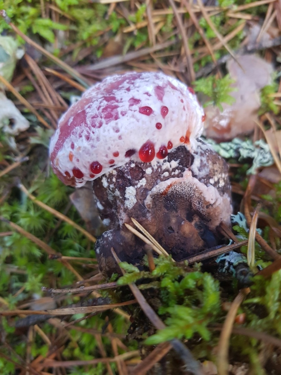 Псковичи нашли в лесу кровоточащий зуб 