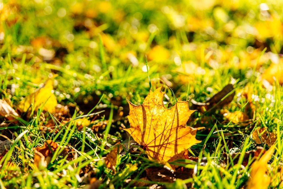 До +13 градусов ожидается в Псковской области 12 октября До +13 градусов ожидается в Псковской области 12 октября