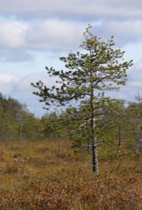 Сохранить баланс