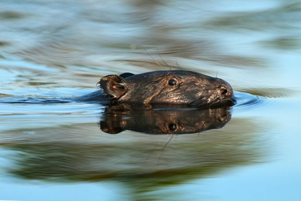 Сохранить баланс