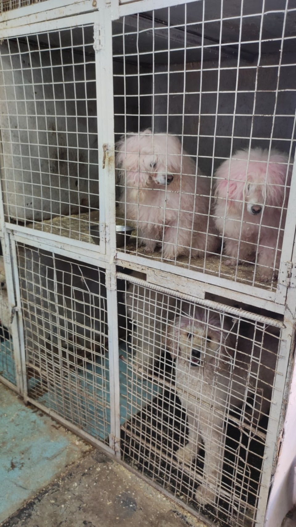 Псковский Арбитражный суд привлек цирк шапито «Арена Макао» к административной ответственности