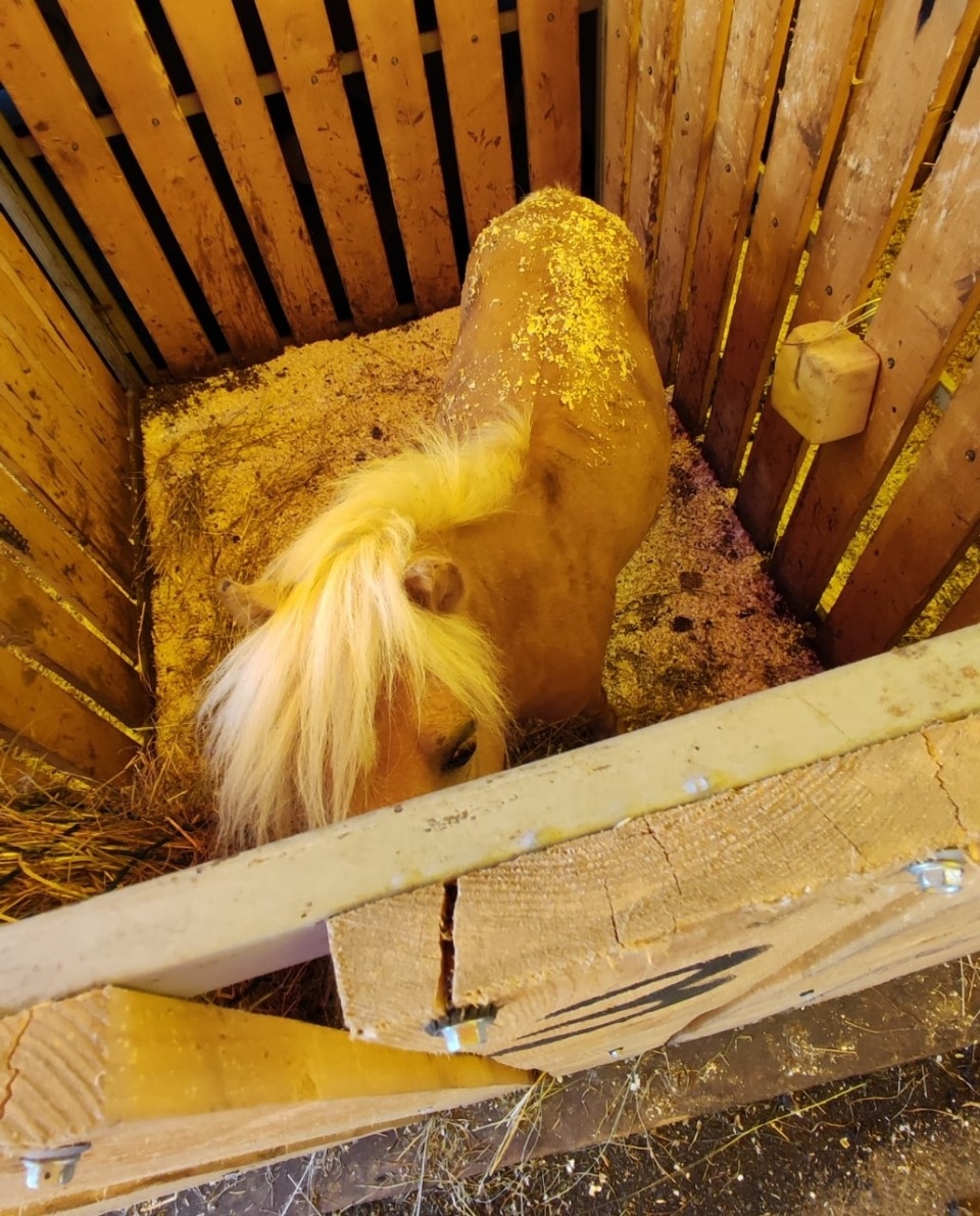 Псковский Арбитражный суд привлек цирк шапито «Арена Макао» к административной ответственности