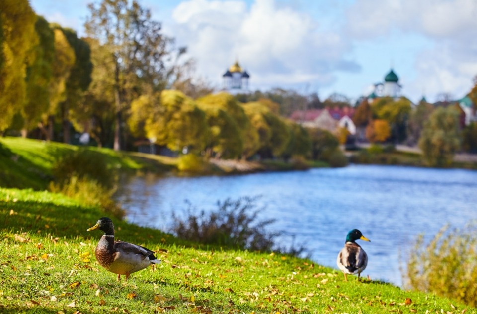 В Псковской области снег пока не ожидается