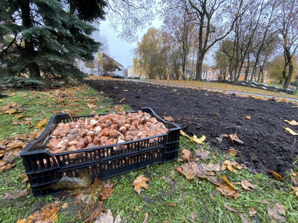 Порядка 18 тысяч тюльпанов планируют высадить в Пскове