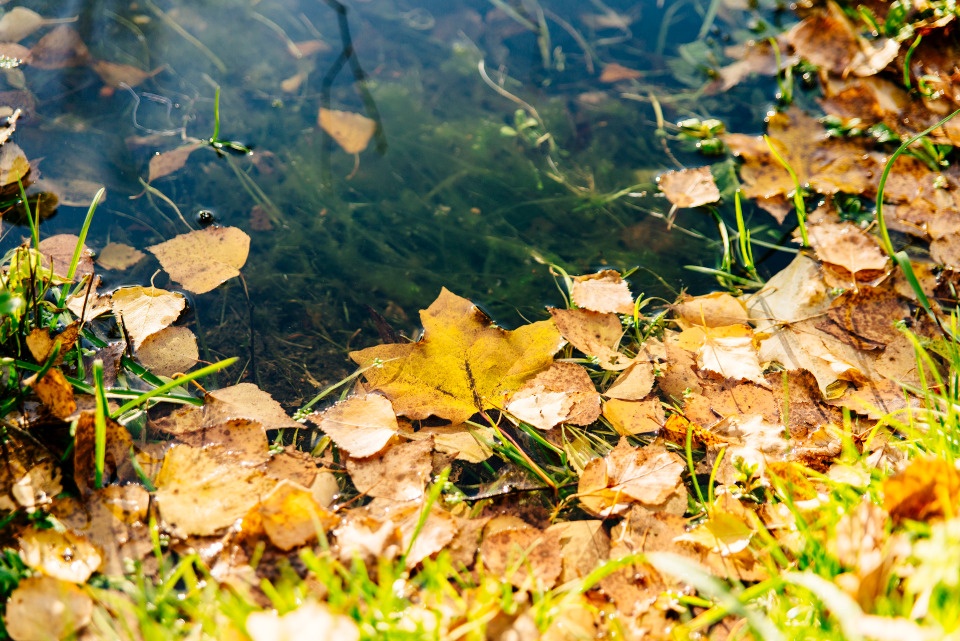 До +9 градусов ожидается в Псковской области 2 ноября 