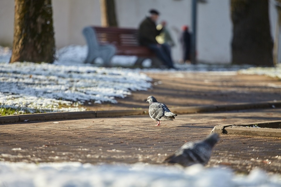 До 15 ноября в Псковской области не прогнозируется образование снежного покрова До 15 ноября в Псковской области не прогнозируется образование снежного покрова