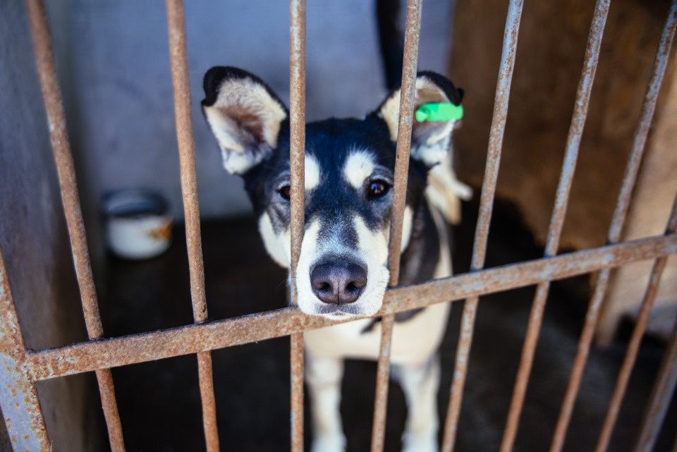 Псковичей приглашают принять участие в экологической акции «Второй шанс»