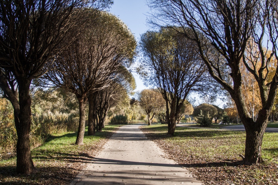 Должность дендролога введут в новом муниципальном учреждении Должность дендролога введут в новом муниципальном учреждении