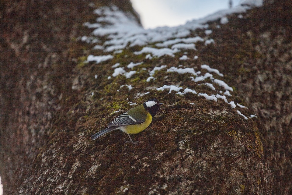 До +1 градуса ожидается в Псковской области 16 ноября До +1 градуса ожидается в Псковской области 16 ноября