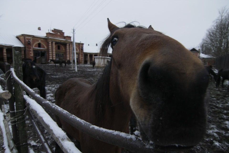 Псковский конный завод собирается продать всех лошадей