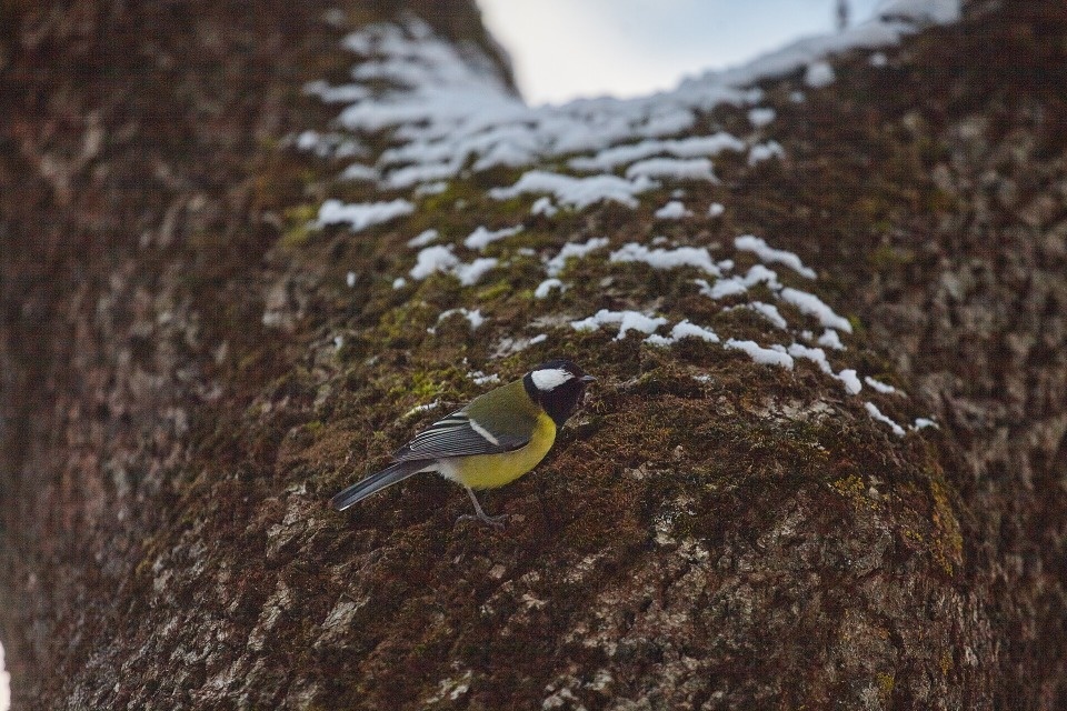 До -6 градусов похолодает в Псковской области 24 ноября До -6 градусов похолодает в Псковской области 24 ноября