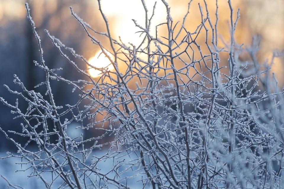 Вечером 20 декабря по Псковской области пройдет ледяной дождь Вечером 20 декабря по Псковской области пройдет ледяной дождь