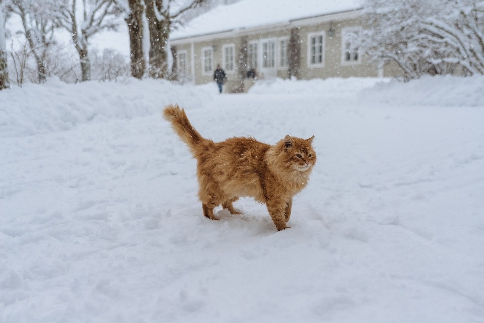 До 3 градусов тепла ожидается по Псковской области 22 декабря До 3 градусов тепла ожидается по Псковской области 22 декабря