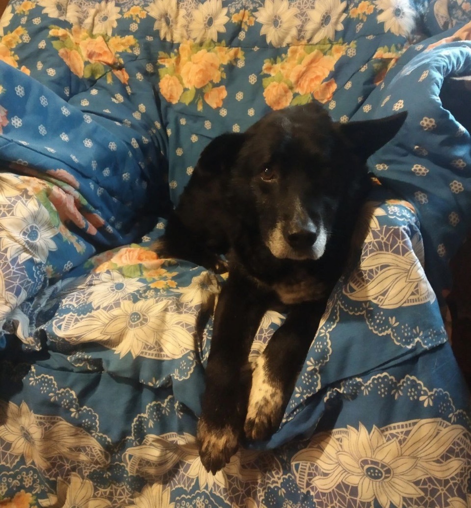 Опочанин спас тонущего пса из реки Великой Опочанин спас тонущего пса из реки Великой