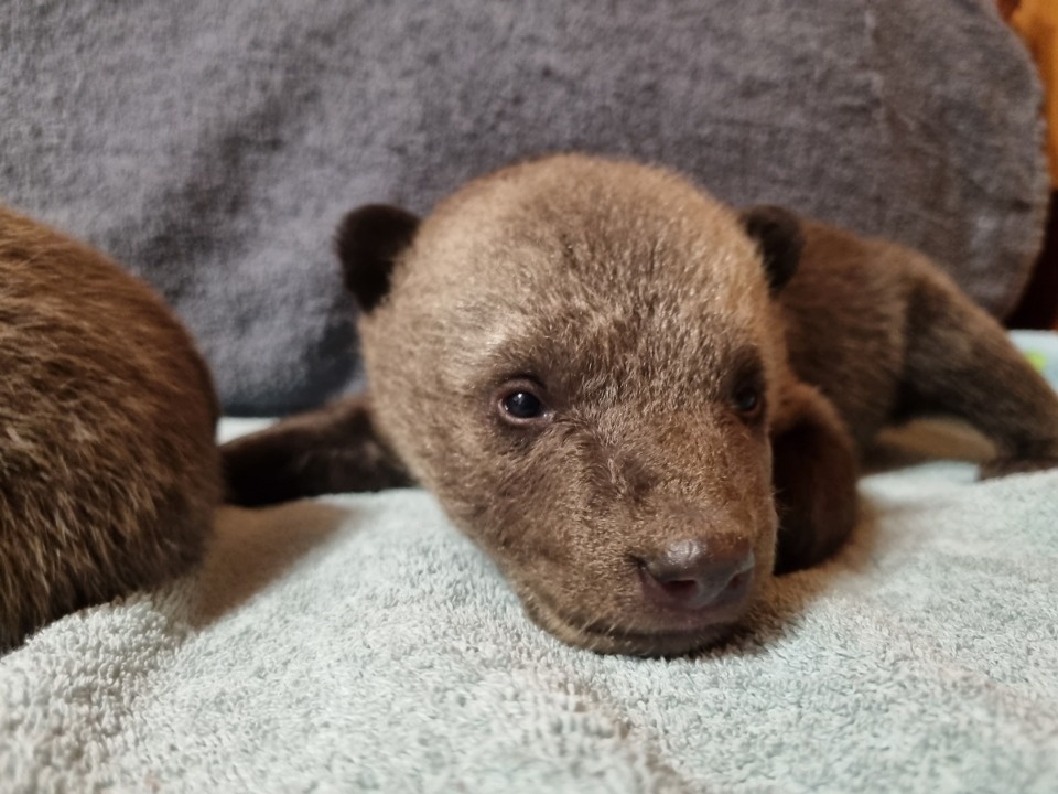 Охотник обнаружил двух брошенных бурых медвежат в Локнянском районе Охотник обнаружил двух брошенных бурых медвежат в Локнянском районе