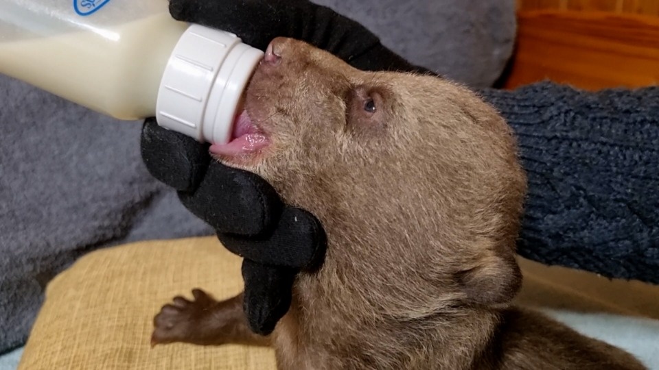 Охотник обнаружил двух брошенных бурых медвежат в Локнянском районе Охотник обнаружил двух брошенных бурых медвежат в Локнянском районе