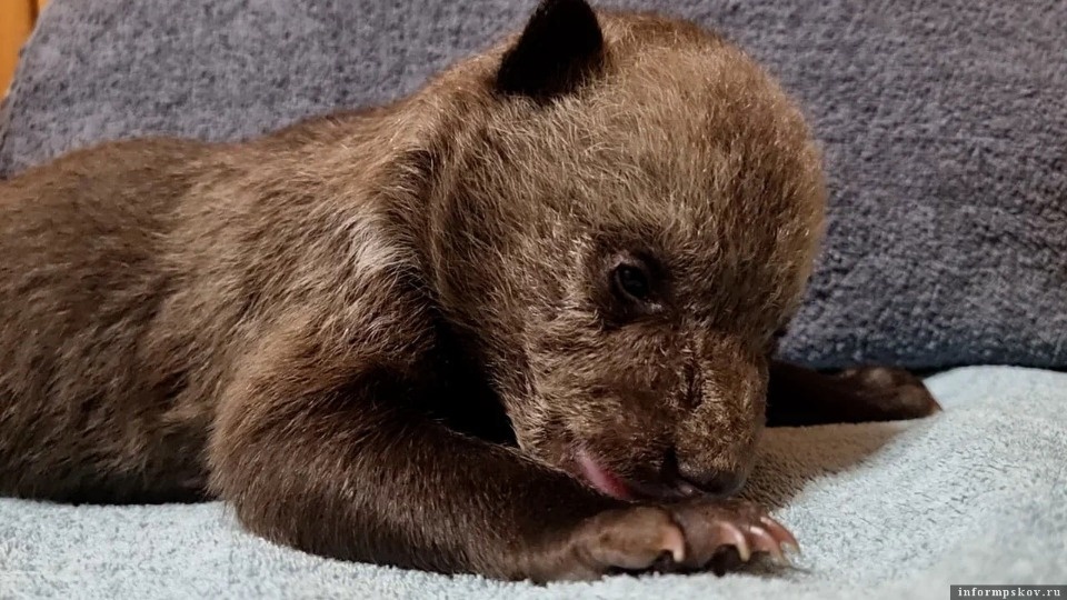 Специалисты тверского Центра спасения рассказали о псковских медвежатах-сиротах Специалисты тверского Центра спасения рассказали о псковских медвежатах-сиротах