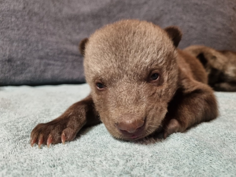 Специалисты тверского Центра спасения рассказали о псковских медвежатах-сиротах Специалисты тверского Центра спасения рассказали о псковских медвежатах-сиротах