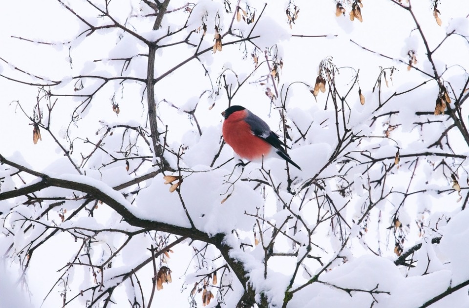 До -5 градусов и без осадков ожидается по Псковской области 9 февраля