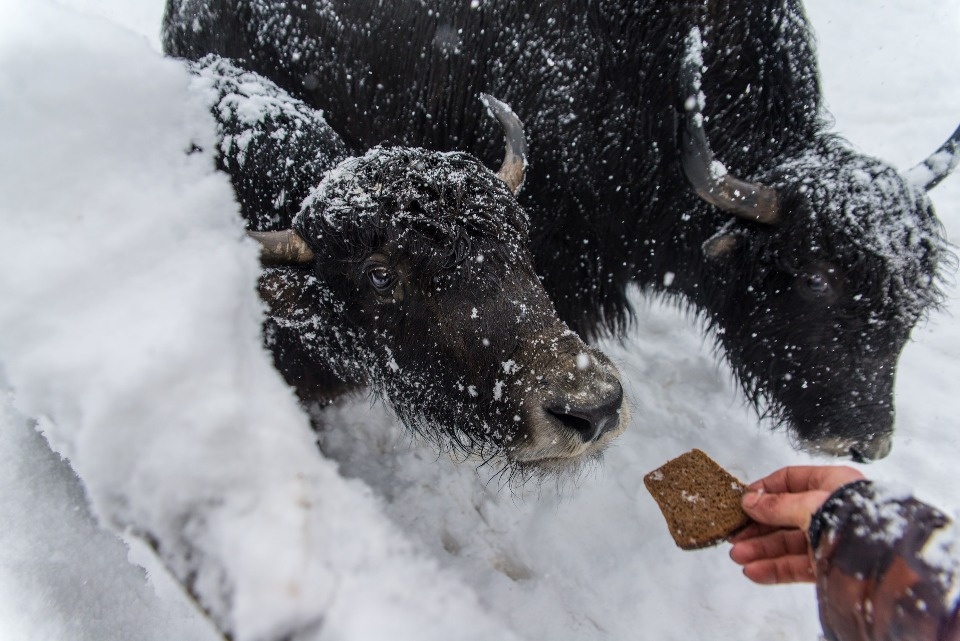 До +2 градусов прогреется воздух в Псковской области 10 февраля До +2 градусов прогреется воздух в Псковской области 10 февраля