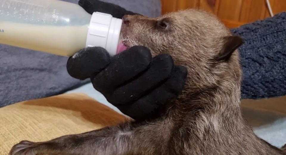 Псковские медвежата, найденные охотником в Локнянском районе, набирают вес