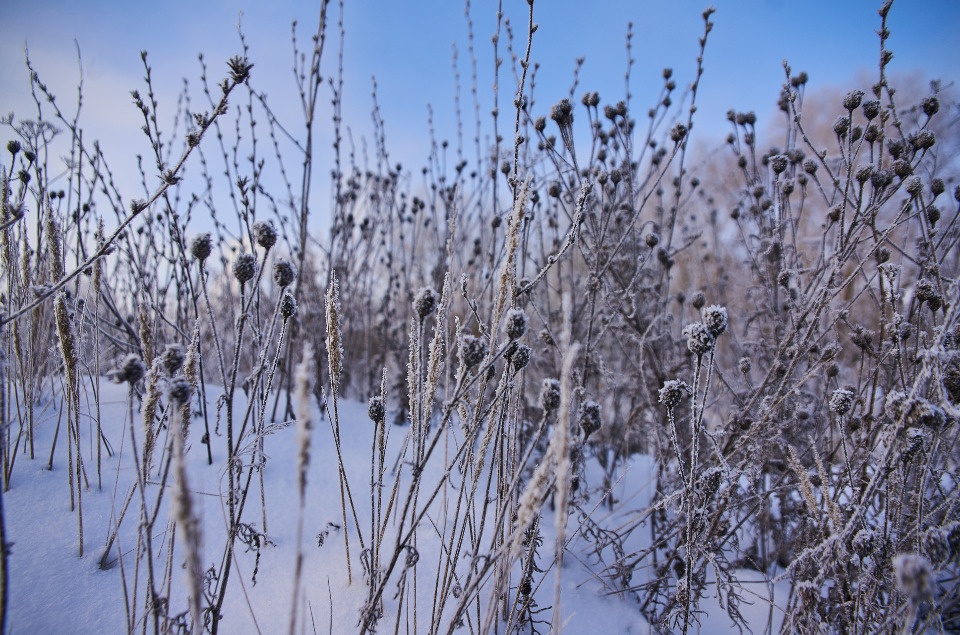 До -7 градусов ожидается в Псковской области 15 февраля