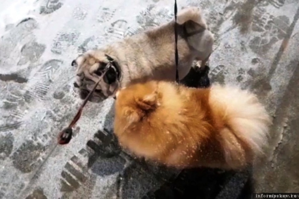 Псковская полиция эксгумировала труп умершего от побоев мопса