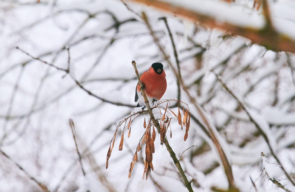 Дождь и мокрый снег ожидаются в Псковской области 28 февраля