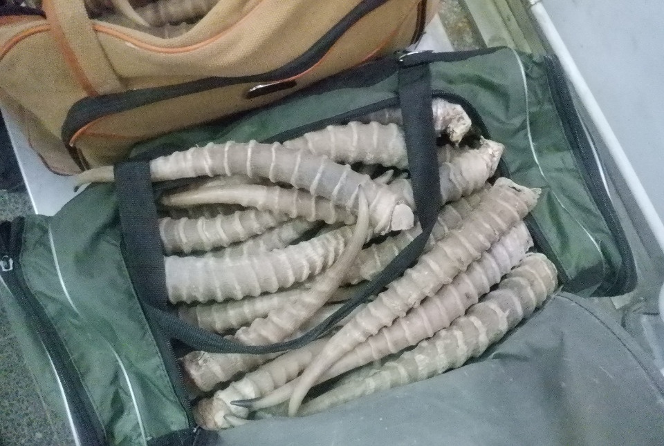 Порядка 200 рогов пытался вывезти из страны через Псковскую область иностранец 