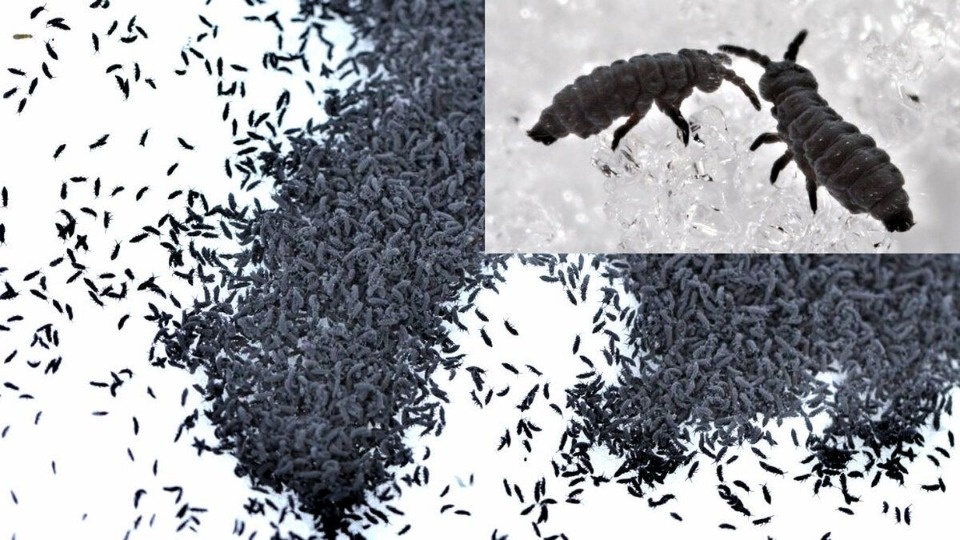 В Гдовском районе выпали осадки из снежных блох