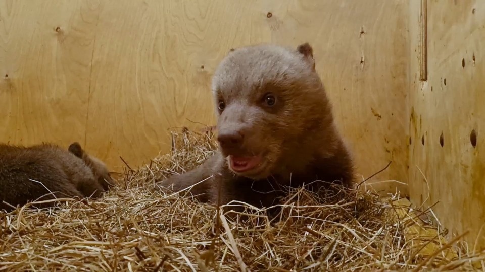 Тверской центр спасения рассказал о состоянии медвежат-сирот из Псковской области