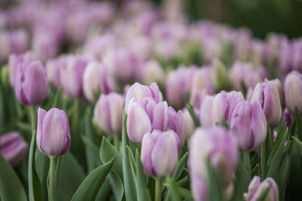 В три раза вырос объем поступающих в Псковскую область свежих цветов перед 8 марта