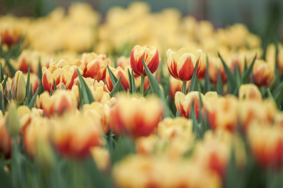 Псковские хозяйства вырастили 1,5 млн тюльпанов к Международному женскому дню