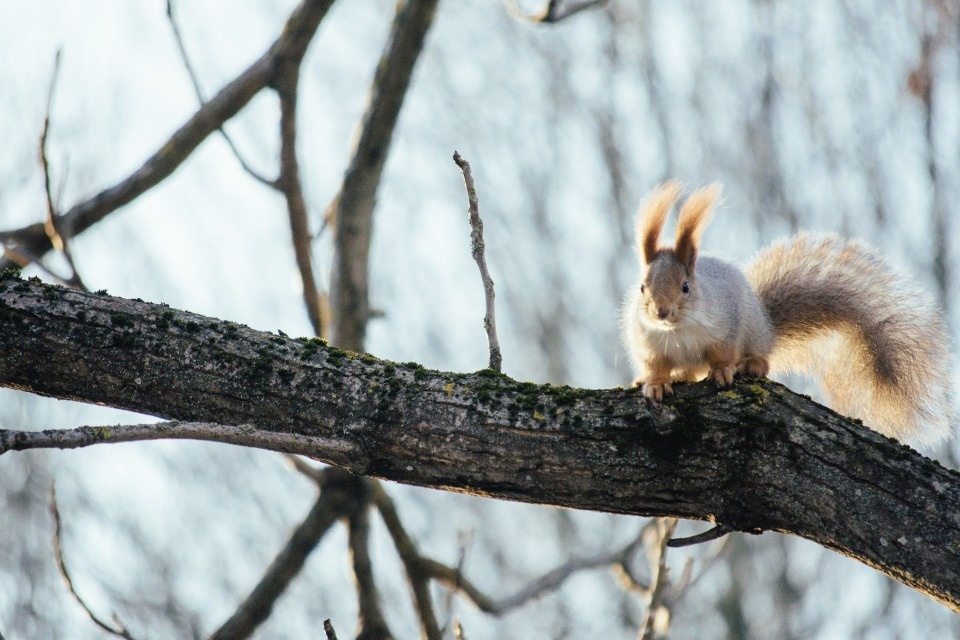 До -20 градусов похолодает в Псковской области в ночь на 10 марта
