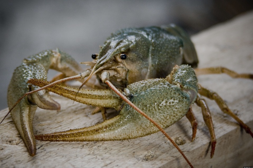 Эксперт объяснила исчезновение раков из водоемов на юге Псковской области