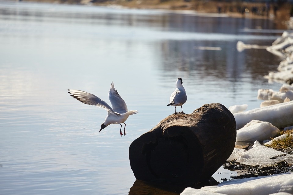 Опасная рыба