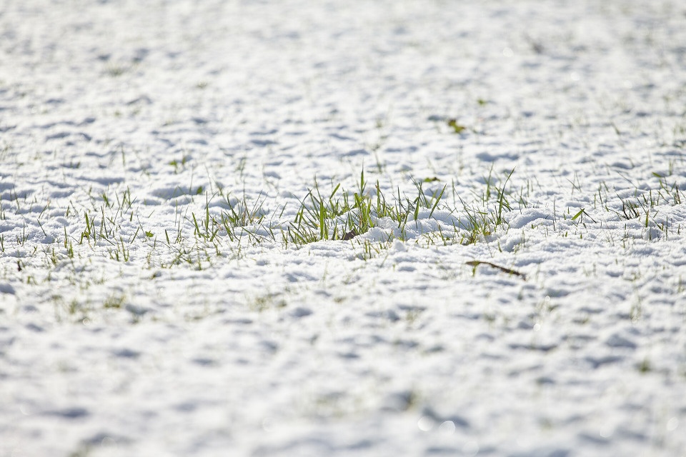 До +6 градусов прогнозируют в Псковской области 16 марта
